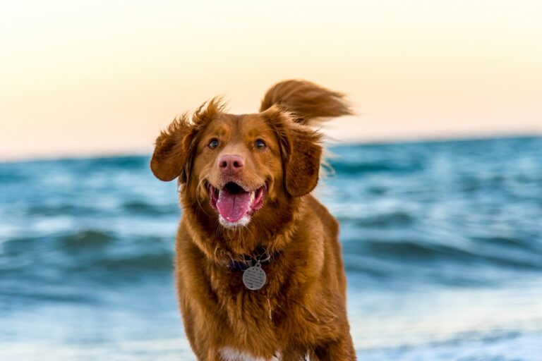 Humane Canine Behavior Shaping: Why Smart Vibration Anti-Bark Technology Beats Electric Shock Collars