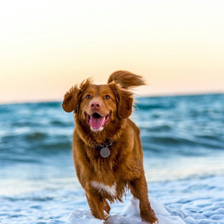 Smart Anti-Bark Vibration & Ultrasonic Training Collar
